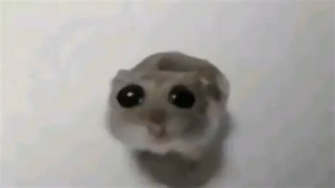 hamster llorando